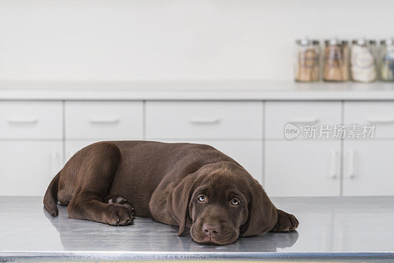一只巧克力色的拉布拉多小狗躺在动物医院等待- 8周大